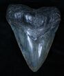 Massive Black Inch Megalodon Tooth #3319-2